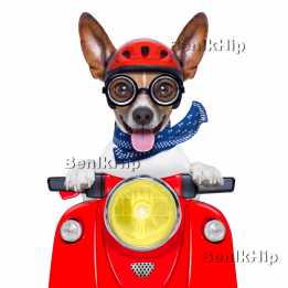 images/productimages/small/Hond met rode vespa BIH.png